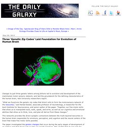 Three 'Genetic Zip Codes' Laid Foundation for Evolution of Human Brain