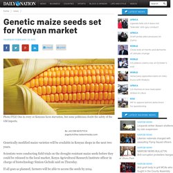 THE NATION 23/02/12 Genetic maize seeds set for Kenyan market