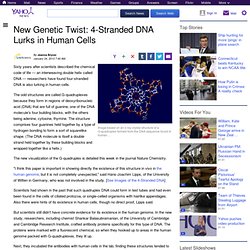 New Genetic Twist: 4-Stranded DNA Lurks in Human Cells