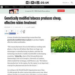 Genetically modified tobacco produces cheap, effective rabies treatment