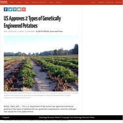 AP 31/10/16 US Approves 2 Types of Genetically Engineered Potatoes