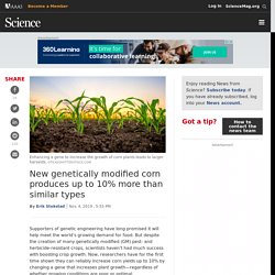 SCIENCEMAG 04/11/19 New genetically modified corn produces up to 10% more than similar types