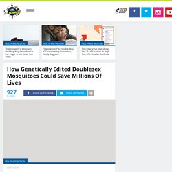 IFLSCIENCE 17/04/19 How Genetically Edited Doublesex Mosquitoes Could Save Millions Of Lives