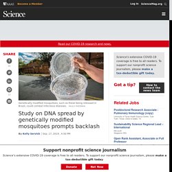 SCIENCEMAG 17/09/19 Study on DNA spread by genetically modified mosquitoes prompts backlash