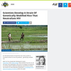 Scientists Develop A Strain Of Genetically Modified Rice That Neutralizes HIV