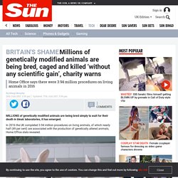 THE SUN 13/07/17 Millions of genetically modified animals are being bred, caged and killed ‘without any scientific gain’, charity warns