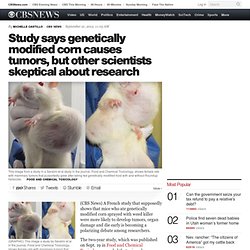 Study says genetically modified corn causes tumors, but other scientists skeptical about research - HealthPop