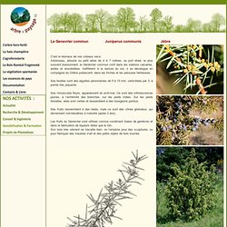 Genevrier commun Juniperus communis