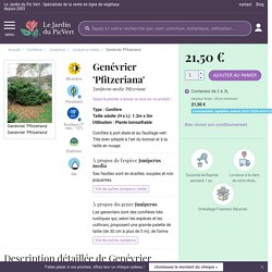 Genévrier 'Pfitzeriana' - Juniperus media