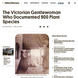 The Victorian Gentlewoman Who Documented 900 Plant Species