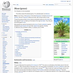 Musa (genus)