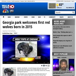 Georgia park welcomes first red wolves born in 2015 - WALB.com, South Georgia News, Weather, Sports