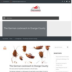 The German cockroach in Orange County - Orange County Pest Control