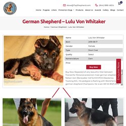 German Shepherd - Lulu Von Whitaker