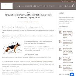 German Shepherds animal online