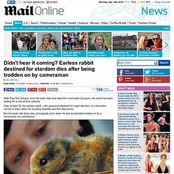 German rabbit Til born with no ears dies after being trodden on by cameraman