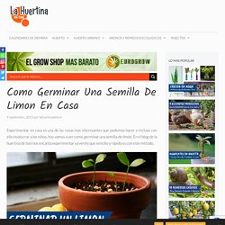 Como Germinar Una Semilla De Limon En Casa - La Huertina De Toni