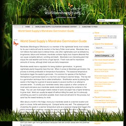 World Seed Supply’s Mandrake Germination Guide « worldseedsupply.org
