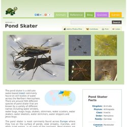 Pond Skater (Gerridae