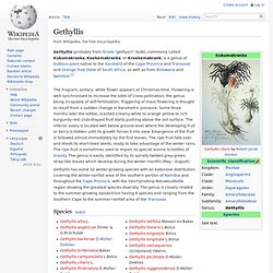 Gethyllis