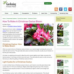 Tips On Getting Christmas Catus Plants To Bloom
