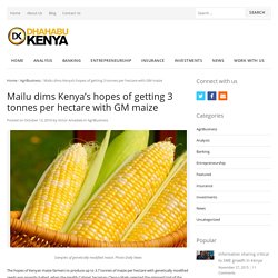 DAILY NATION 11/02/16 Kenya Approves Cultivation Trials for GMO Maize DHAHABU KENYA 13/10/16 Mailu dims Kenya’s hopes of getting 3 tonnes per hectare with GM maize