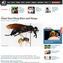 Giant New Wasp Bites and Stings