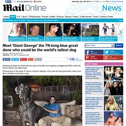 Is 'Giant George' the world's tallest dog? The 7ft-long blue great dane could claim title