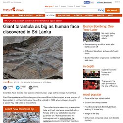 Giant tarantula as big as human face discovered in Sri Lanka