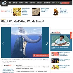 Extinct Giant Whale-Eating Whale Found