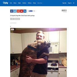 23 Gigantic Dogs Who Think They're Still Lap Dogs