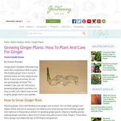 How To Grow Ginger Root - Planting Ginger Plant In Your Herb Garden