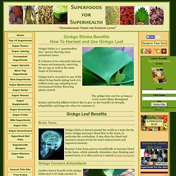 Ginkgo Biloba Benefits, How To Harvest and Use Ginkgo Leaf