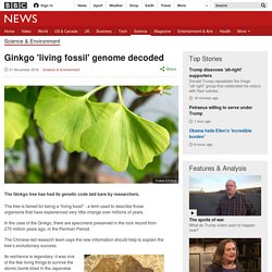 Ginkgo 'living fossil' genome decoded