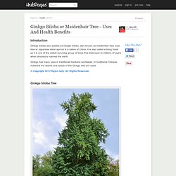 Ginkgo Biloba or Maidenhair Tree - Uses And Health Benefits
