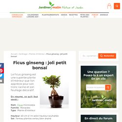 Ficus ginseng : taille, arrosage et conseil d'entretien