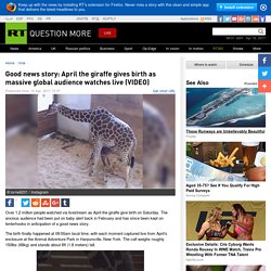 Good news story: April the giraffe gives birth as massive global audience watches live (VIDEO) — RT Viral