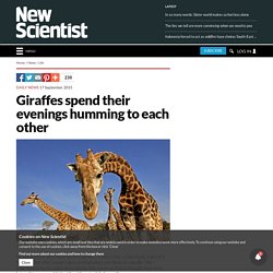 Giraffes spend their evenings humming to each other