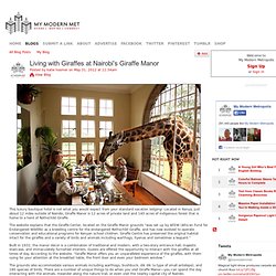Living with Giraffes at Nairobi's Giraffe Manor