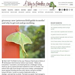 giveaway: new ‘peterson field guide to moths’ and why to get out and go mothing