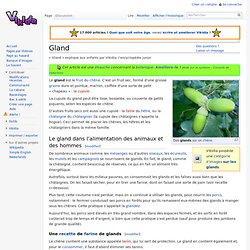 Gland
