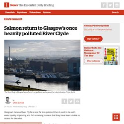 *****River restoration: Salmon return to Glasgow's once heavily polluted River Clyde - The i newspaper online iNews