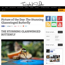 The Stunning Glasswinged Butterfly