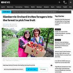 Glenbernie Orchard invites foragers into the forest to pick free fruit