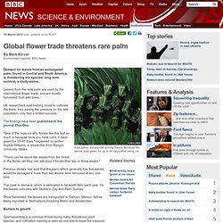 Global flower trade threatens rare palm