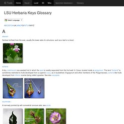 Glossary for interactive keys and tools @ LSU Herbarium