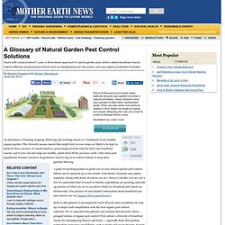 A Glossary of Natural Garden Pest Control Solutions