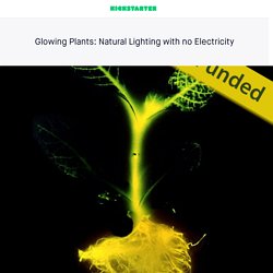 Glowing Plants: Natural Lighting with no Electricity by Antony Evans