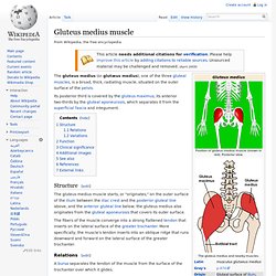 Gluteus medius muscle