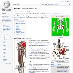 Gluteus minimus muscle